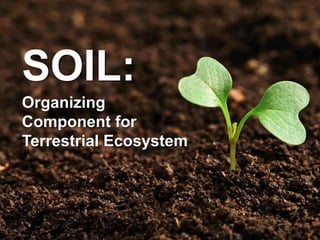 SOIL:
Organizing
Component for
Terrestrial Ecosystem
 