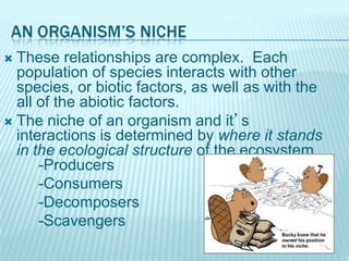  These relationships are complex. Each
population of species interacts with other
species, or biotic factors, as well as with the
all of the abiotic factors.
 The niche of an organism and it’s
interactions is determined by where it stands
in the ecological structure of the ecosystem.
-Producers
-Consumers
-Decomposers
-Scavengers
 