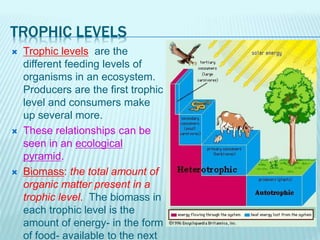 TROPHIC LEVELS
 Trophic levels are the
different feeding levels of
organisms in an ecosystem.
Producers are the first trophic
level and consumers make
up several more.
 These relationships can be
seen in an ecological
pyramid.
 Biomass: the total amount of
organic matter present in a
trophic level. The biomass in
each trophic level is the
amount of energy- in the form
of food- available to the next
 