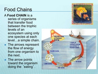 Food Chains
A Food CHAIN is a
series of organisms
that transfer food
between the trophic
levels of an
ecosystem using only
one species at each
level…a simple chain.
 The arrows represent
the flow of energy
from one organism to
the next.
 The arrow points
toward the organism
doing the ‘eating’.
 