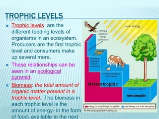 TROPHIC LEVELS
 Trophic levels are the
different feeding levels of
organisms in an ecosystem.
Producers are the first trophic
level and consumers make
up several more.
 These relationships can be
seen in an ecological
pyramid.
 Biomass: the total amount of
organic matter present in a
trophic level. The biomass in
each trophic level is the
amount of energy- in the form
of food- available to the next
 
