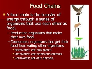 Food Chains A food chain is the transfer of energy through a series of organisms that use each other as food.  Producers: organisms that make their own food.  Consumers: organisms that get their food from eating other organisms. Herbivores: eat only plants. Omnivores: eat plants and animals. Carnivores: eat only animals. 