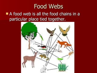 Food Webs A food web is all the food chains in a particular place tied together.  