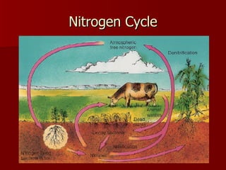 Nitrogen Cycle 