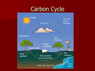 Carbon Cycle 