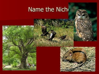 Name the Niche 