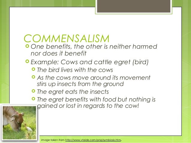 Is the relationship between a cattle egret and cow an example of symbiosis?