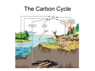 The Carbon Cycle 
