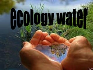 ecology water
 