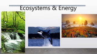 Ecosystems & Energy
 