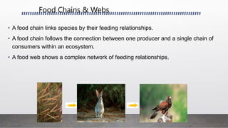 Food Chains & Webs
• A food chain links species by their feeding relationships.
• A food chain follows the connection between one producer and a single chain of
consumers within an ecosystem.
• A food web shows a complex network of feeding relationships.
 