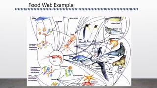 Food Web Example
 