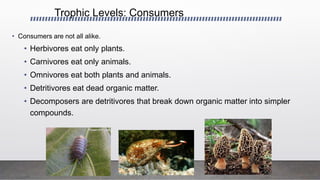 Trophic Levels: Consumers
• Consumers are not all alike.
• Herbivores eat only plants.
• Carnivores eat only animals.
• Omnivores eat both plants and animals.
• Detritivores eat dead organic matter.
• Decomposers are detritivores that break down organic matter into simpler
compounds.
 