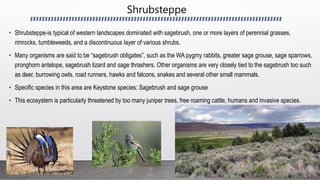 Shrubsteppe
• Shrubsteppe-is typical of western landscapes dominated with sagebrush, one or more layers of perennial grasses,
rimrocks, tumbleweeds, and a discontinuous layer of various shrubs.
• Many organisms are said to be “sagebrush obligates”, such as the WA pygmy rabbits, greater sage grouse, sage sparrows,
pronghorn antelope, sagebrush lizard and sage thrashers. Other organisms are very closely tied to the sagebrush too such
as deer, burrowing owls, road runners, hawks and falcons, snakes and several other small mammals.
• Specific species in this area are Keystone species: Sagebrush and sage grouse
• This ecosystem is particularly threatened by too many juniper trees, free roaming cattle, humans and invasive species.
 