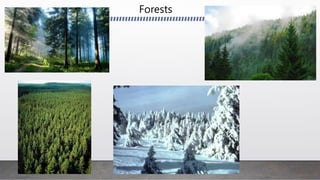 Forests
 