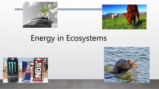 Energy in Ecosystems
 