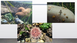 Ecolosystems in PNW.pptx