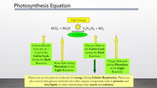 Photosynthesis Equation
6CO2 + 6H2O C6H12O6 + 6O2
Carbon Dioxide
from the air –
Used in the
Calvin Cycle
during the Dark
Reactions Water Split during
Photolysis in the
Light Reactions
Glucose Made in
the Calvin Cycle
during the Dark
Reactions
Oxygen Released
during Photolysis
in the Light
Reactions
Light Energy
chlorophyll
Plants can use this glucose molecule for energy during Cellular Respiration. Plants can
also convert this glucose molecule into other organic compounds such as proteins and
fats/lipids or other carbohydrates like starch and cellulose
 