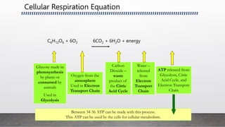 Cellular Respiration Equation
C6H12O6 + 6O2 6CO2 + 6H2O + energy
Water –
released
from
Electron
Transport
Chain
Oxygen from the
atmosphere
Used in Electron
Transport Chain
Carbon
Dioxide –
waste
product of
the Citric
Acid Cycle
ATP released from
Glycolysis, Citric
Acid Cycle, and
Electron Transport
Chain
Between 34-36 ATP can be made with this process.
This ATP can be used by the cells for cellular metabolism.
Glucose made in
photosynthesis
by plants or
consumed by
animals
Used in
Glycolysis
 