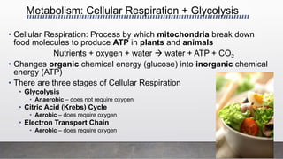 Metabolism: Cellular Respiration + Glycolysis
• Cellular Respiration: Process by which mitochondria break down
food molecules to produce ATP in plants and animals
Nutrients + oxygen + water  water + ATP + CO2
• Changes organic chemical energy (glucose) into inorganic chemical
energy (ATP)
• There are three stages of Cellular Respiration
• Glycolysis
• Anaerobic – does not require oxygen
• Citric Acid (Krebs) Cycle
• Aerobic – does require oxygen
• Electron Transport Chain
• Aerobic – does require oxygen
 