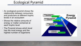 Ecological Pyramid
• An ecological pyramid shows the
relationship between consumers
and producers at different trophic
levels in an ecosystem
• Shows the relative amounts of
energy or matter contained at
each trophic level
• The Pyramid shows which level
has the most energy and the
highest number of organisms
 