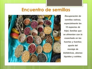 Encuentro de semillas 
Recuperación de 
semillas nativas, 
especialmente las 
15 especies de 
frijol, familias que 
se alimentan con lo 
cosechado en las 
huertas y huertos; 
aparte del 
montaje de 
biofabricas, abonos 
líquidos y solidos. 
 