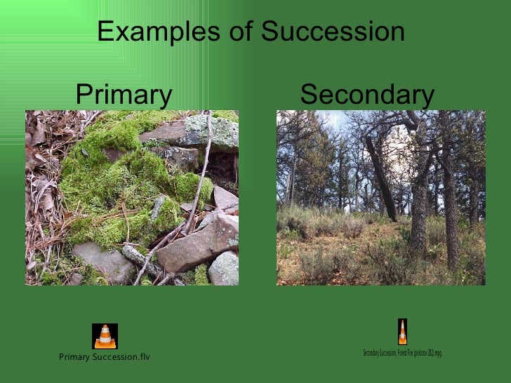 primary and secondary succession
