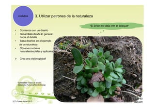 3. Utilizar patrones de la naturaleza
• Comienza con un diseño
• Desarollalo desde lo general
hacia el detalle
• Basa diseños en el ejemplo
de la naturaleza
• Observa modelos
naturales/sociales y aplicalos
 Crea una visión global!
evolutivo
Curiosidad “bolas de arcilla”:
Masanobu Fukuoka Nendo Dango
"El árbol no deja ver el bosque"
(CC) Tabea Hirzel 2013
40
 
