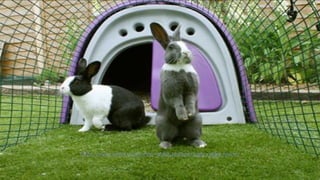 https://www.omlet.co.uk/shop/rabbit_products/eglu_rabbit_house/
 