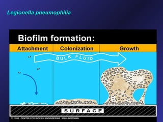 Legionella pneumophilia
 