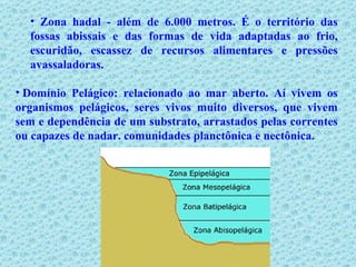 Zona hadal - além de 6.000 metros. É o território das fossas abissais e das formas de vida adaptadas ao frio, escuridão, escassez de recursos alimentares e pressões avassaladoras.   Domínio Pelágico: relacionado ao mar aberto. Aí vivem os organismos pelágicos, seres vivos muito diversos, que vivem sem e dependência de um substrato, arrastados pelas correntes ou capazes de nadar. comunidades planctônica e nectônica. 