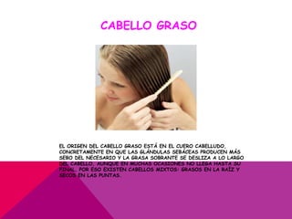 CABELLO GRASO




EL ORIGEN DEL CABELLO GRASO ESTÁ EN EL CUERO CABELLUDO,
CONCRETAMENTE EN QUE LAS GLÁNDULAS SEBÁCEAS PRODUCEN MÁS
SEBO DEL NECESARIO Y LA GRASA SOBRANTE SE DESLIZA A LO LARGO
DEL CABELLO, AUNQUE EN MUCHAS OCASIONES NO LLEGA HASTA SU
FINAL, POR ESO EXISTEN CABELLOS MIXTOS: GRASOS EN LA RAÍZ Y
SECOS EN LAS PUNTAS.
 