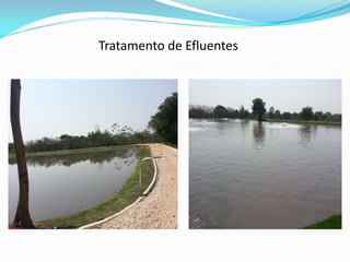 Tratamento de Efluentes
 