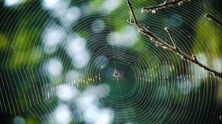 @azarchick Kristina Azarenko | #brightonSEO
| techseo.pro
 