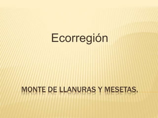 Ecorregión 
MONTE DE LLANURAS Y MESETAS. 
 