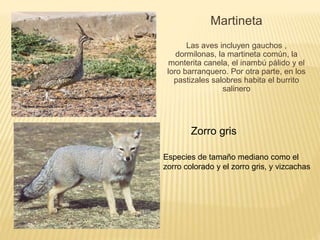 Martineta 
Las aves incluyen gauchos , 
dormilonas, la martineta común, la 
monterita canela, el inambú pálido y el 
loro barranquero. Por otra parte, en los 
pastizales salobres habita el burrito 
salinero 
Zorro gris 
Especies de tamaño mediano como el 
zorro colorado y el zorro gris, y vizcachas 
 
