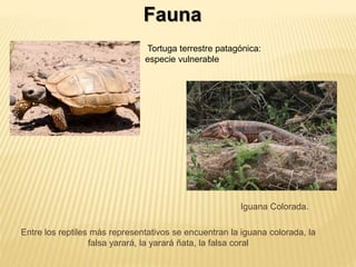 Fauna 
Tortuga terrestre patagónica: 
especie vulnerable 
Iguana Colorada. 
Entre los reptiles más representativos se encuentran la iguana colorada, la 
falsa yarará, la yarará ñata, la falsa coral 
 