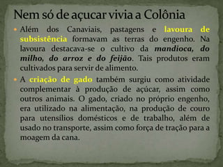  Além dos Canaviais, pastagens e lavoura de
subsistência formavam as terras do engenho. Na
lavoura destacava-se o cultivo da mandioca, do
milho, do arroz e do feijão. Tais produtos eram
cultivados para servir de alimento.
 A criação de gado também surgiu como atividade
complementar à produção de açúcar, assim como
outros animais. O gado, criado no próprio engenho,
era utilizado na alimentação, na produção de couro
para utensílios domésticos e de trabalho, além de
usado no transporte, assim como força de tração para a
moagem da cana.
 