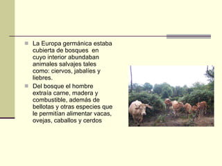 La Europa germánica estaba cubierta de bosques  en cuyo interior abundaban animales salvajes tales como: ciervos, jabalíes y liebres. Del bosque el hombre extraía carne, madera y combustible, además de bellotas y otras especies que le permitían alimentar vacas, ovejas, caballos y cerdos   