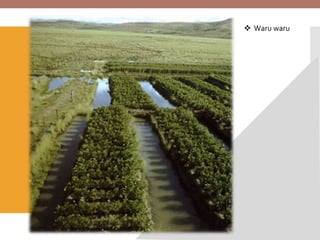  Waru waru
 