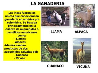 LA GANADERIA
LLAMA ALPACA
Los incas fueron los
únicos que conocieron la
ganadería en américa pre
colombina. Se Basaba
principalmente en la
crianza de auquénidos o
camélidos americanos
como:
- Llamas
-Alpacas
Además usaban
productos de dos
auquénidos salvajes del:
- Guanaco
- Vicuña
GUANACO VICUÑA
 