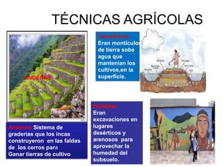 TÉCNICAS AGRÍCOLAS
Andenes Sistema de
graderias que los incas
construyeron en las faldas
de los cerros para
Ganar tierras de cultivo
ANDENES
Holladas
Eran
excavaciones en
lugares
desérticos y
arenosos para
aprovechar la
humedad del
subsuelo.
Camellones
Eran montículos
de tierra sobe
agua que
mantenían los
cultivos,en la
superficie.
 