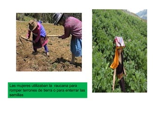 Las mujeres utilizaban la raucana para
romper terrones de tierra o para enterrar las
semillas
 