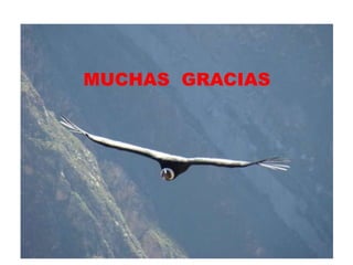 MUCHAS GRACIAS
 