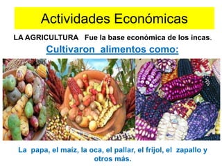 Actividades Económicas
Cultivaron alimentos como:
La papa, el maíz, la oca, el pallar, el frijol, el zapallo y
otros más.
LA AGRICULTURA Fue la base económica de los incas.
 