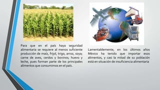 Para que en el país haya seguridad
alimentaria se requiere al menos suficiente
producción de maíz, frijol, trigo, arroz, soya;
carne de aves, cerdos y bovinos; huevo y
leche, pues forman parte de los principales
alimentos que consumimos en el país.
Lamentablemente, en los últimos años
México ha tenido que importar esos
alimentos, y casi la mitad de su población
está en situación de insuficiencia alimentaria
 