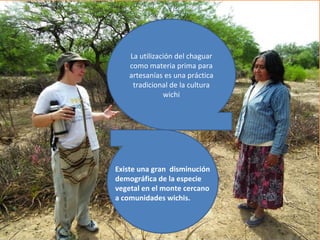 La utilización del chaguar
    como materia prima para
    artesanías es una práctica
     tradicional de la cultura
               wichi




Existe una gran disminución
demográfica de la especie
vegetal en el monte cercano
a comunidades wichis.
 