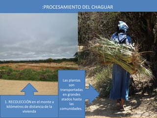 :PROCESAMIENTO DEL CHAGUAR




        Las plantas
            son
      transportadas
        en grandes
       atados hasta
            las
      comunidades.
 