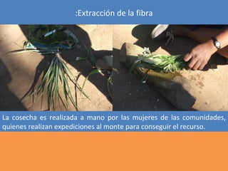 :Extracción de la fibra




La cosecha es realizada a mano por las mujeres de las comunidades,
quienes realizan expediciones al monte para conseguir el recurso.
 