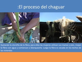 :El proceso del chaguar




Quitando la clorofila de la fibra, para ellos las mujeres utilizan sus manos y pies, mojan
la fibra con agua y comienzan a blanquearla. Luego la fibra es secada en los techos de
las viviendas
 